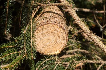 Damit die Bienen langfristig etwas von ihrer neuen Behausung haben, ist die Wahl des richtigen Materials von Beginn an wicht...