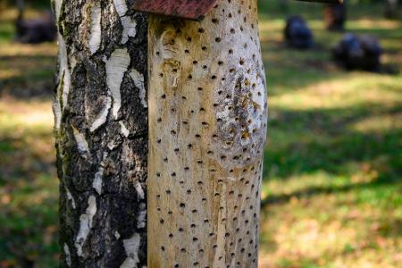 Die Löcher stattdessen in die Längsseite bohren und anschließend einmal abschleifen. So besteht für die Bienen keine Verletz...