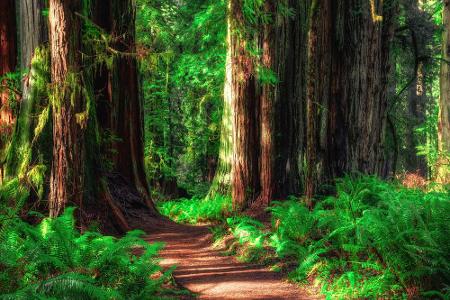 Der Redwood-Nationalpark (Kalifornien) sollte jedem 