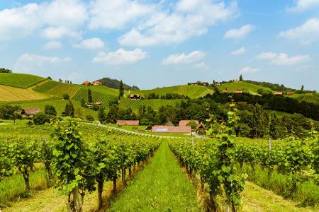 Weinreben, soweit das Auge reicht. Nicht ohne Grund trägt die Region den Namen 