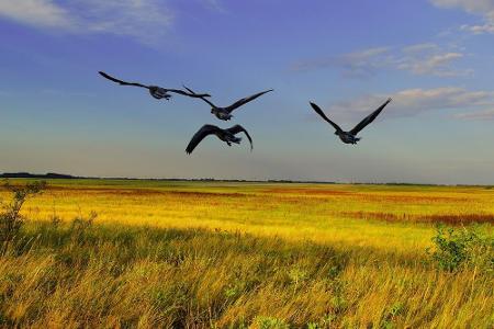 Der Nationalpark Neusiedler See - Seewinkel erstreckt sich bis nach Ungarn und ist Heimat von knapp 300 Vogelarten. 100 Quad...