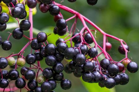 Nicht nur die schwarzen, sondern auch die weniger bekannten roten Holunderbeeren sollten nicht roh verzehrt werden. Erst wen...