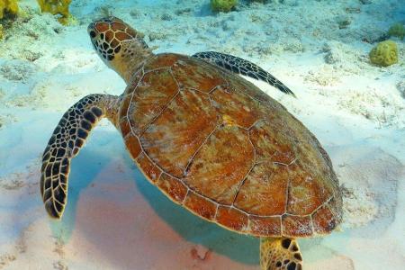 Auch Tierfreunde werden fündig: Die Insel ist einer der wichtigsten Orte für die Reproduktion der bedrohten Wasserschildkröt...