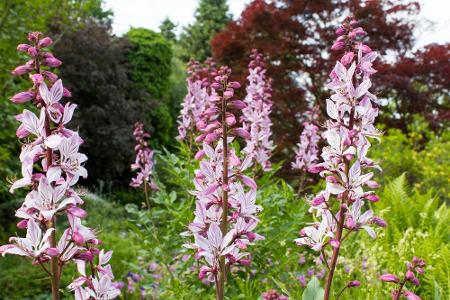 Mit seinen rosa Blüten ist der Diptam eine echte Augenweide. Doch im Sommer umgibt die Pflanze sich oft mit kleinen blauen F...