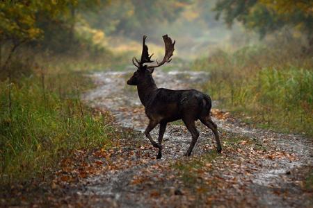 Eine große Gefahr stellt der Wildwechsel da. Vor allem in der Morgen- und Abenddämmerung überqueren die Tiere oft die Straße...