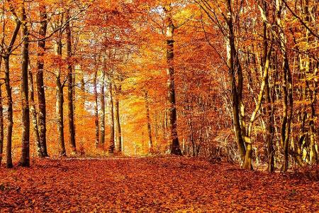 Um den Herbst in all seinen leuchtenden Farben einzufangen, gibt es zahlreiche Foto-Apps. Zu den besten auf Android und iOS ...