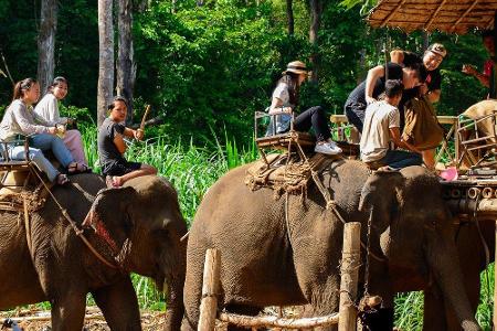 In Thailand bieten viele lokale Reiseunternehmen Touren durch den Dschungel auf dem Rücken von Elefanten an. In einem Camp i...