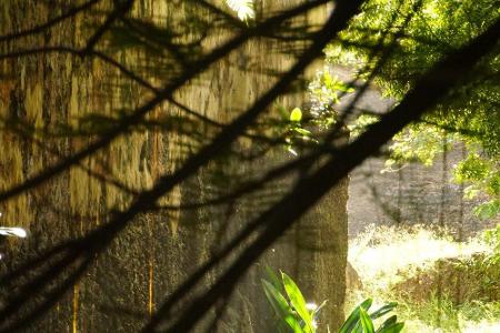 Einen von Lianen durchzogenen Dschungel wie aus Tarzan-Filmen findet man in Kenia. Nahe der Hafenstadt Mombasa gibt es viele...