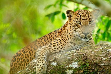 Der Yala-Nationalpark ist der beliebteste Nationalpark von Sri Lanka. Hier können Fototouristen neben Lippenbären, Elefanten...