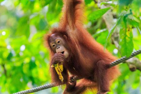 Auf Tour im nördlichen Borneo, zum Beispiel in Sabah im indonesischen Teil der weltweit drittgrößten Insel, begegnet man nic...