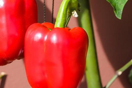 Paprika passt in fast jeden Salat. Um die 3,8 Milligramm Carotinoide pro hundert Gramm gut aufnehmen zu können, ist es am be...