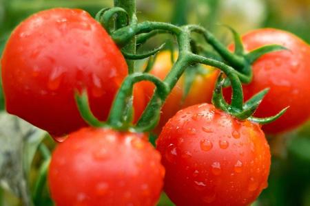 Ob Tomate-Mozzarella oder als Snack: Auch Tomaten können einen kleinen Bräunungseffekt auf der Haut bewirken. Dafür sorgt da...