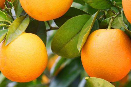 Die Orange ist eine echte Superfruit. Wer eine leichte Bräune auf der Haut sehen möchte, sollte mindestens drei Wochen lang ...