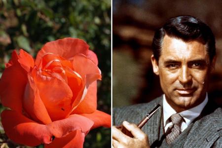 Ein Jahr nach seinem Tod 1986, wurde nach Schauspielstar Cary Grant eine Rose benannt. Dabei handelt es sich um eine Teehybr...