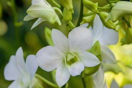Auch eine Orchidee mit ihrem Namen gibt es: die 