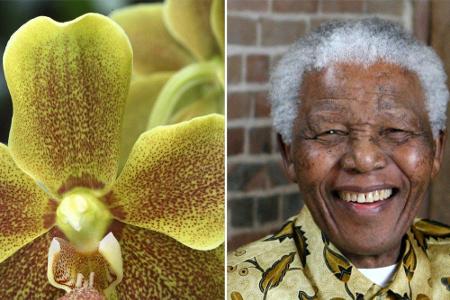 Zahlreiche weitere Orchideenarten sind nach berühmten Personen benannt. Etwa die 
