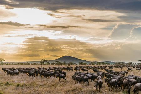 Im Serengeti Nationalpark in Tansania wiederholt sich jedes Jahr ein einzigartiges Naturschauspiel: Über eine Million Gnus s...