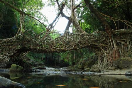 Einen stabilen Eindruck machen die Brücken von Meghalaya, Indien. Die Wurzeln des Gummibaums bringt das Volk der Khasi mithi...