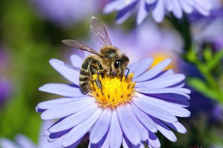 Bienen fühlen sich nicht nur auf Blumen wohl. Auch von aromatischen Kräutern wie Thymian, Koriander oder Rosmarin haben die ...