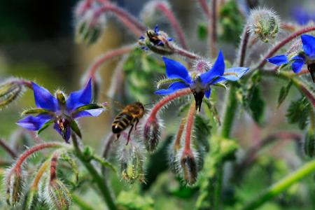 Auch Borretsch eignet sich als nahrhafte Pflanze für Bienen, da die sternförmigen Blätter viel Nektar enthalten. Die Pflanze...