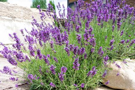 Für uns ist Lavendel ein beruhigendes Heilkraut, für Bienen eine beliebte Nektarquelle. Die violetten Blüten kommen von Juni...