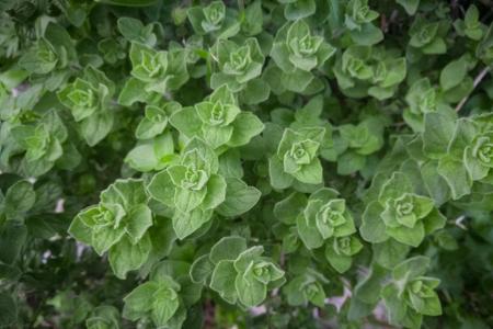 Oregano ist nicht nur der Klassiker auf Pizza, Pasta und Co. Von Juli bis August locken seine Blüten vor allem Hummeln und W...