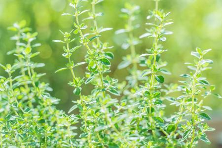 Ebenfalls ideal für Bienen: Thymian, der ab Mai weiße, rosafarbene und violette Blüten bildet.