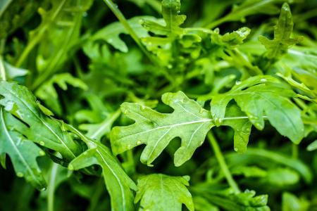 Auch Rucola gehört in diese Kategorie.