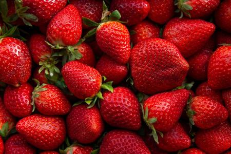 Sorgloses Naschen bei Erdbeeren? Nicht bei einem herkömmlichen Anbau. Denn die roten Beeren sind häufig völlig überzüchtet.