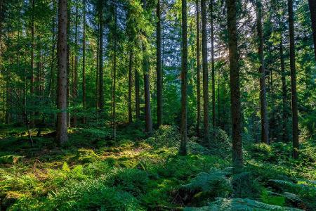 Erwacht die Natur im Frühling zu neuem Leben, ist ein Spaziergang durch den Wald genau das Richtige. Ein Streifzug durch das... Erwacht die Natur im Frühling zu neuem Leben, ist ein Spaziergang durch den Wald genau das Richtige. Ein Streifzug durch das...