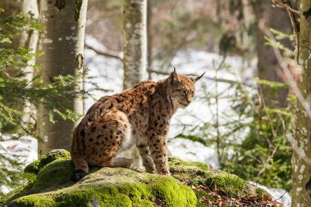 Bergseen und Wasserfälle gibt es im Bayerischen Wald zu entdecken. Sowohl Luchse als auch Fischotter leben auf dem über 24.0...