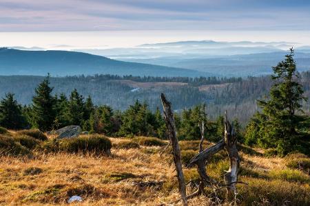 Zu den größten Waldnationalparks Deutschlands zählt der Harz. Rund 97 Prozent des Waldes sind von Fichten und Buchen bedeckt...