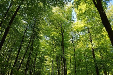 Der hessische Nationalpark Kellerwald-Edersee ist seit 2001 eine UNESCO-Weltnaturerbstätte. Der Grund: Hier ist einer der le...