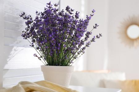 Auch Lavendel ist für seine entspannende Wirkung bekannt. Ein Bad mit Lavendelöl kann bei Einschlafstörungen helfen, auf die...