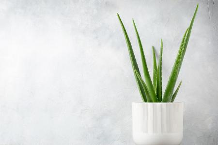 Aloe Vera zählt zu den ältesten bekannten Heilpflanzen der Welt - mehr als 200 Inhaltsstoffe konnten Wissenschaftler nachwei...
