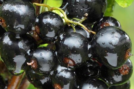 Warum nicht einfach zu heimischen Beeren greifen? So haben beispielsweise die Schwarze Johannisbeere oder Sanddorn deutlich ...