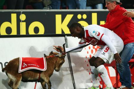 Der FC-Geißbock ist das traditionsreichste, lebende Maskottchen in der Fußball-Bundesliga. Seit 1950 bringt 'Hennes', der no...