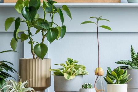 Zimmerpflanzen als natürliche Staubfilter: An Pflanzen mit rauen Blättern, wie etwa Orchideen, sammelt sich der Staub und ve...