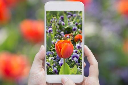 Wer einen bereits bepflanzten Garten übernimmt oder in freier Natur auf eine ihm unbekannte Blume stößt, kann anhand eines F...