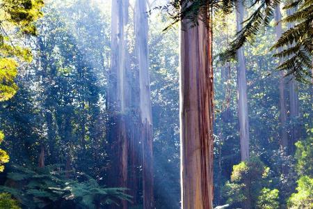Einer, der durch sein Alter besticht, ist der Daintree Forest im australischen Bundesstaat Queensland. Man nimmt an, dass es...
