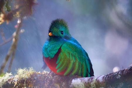 Eben jener Wald ist die Heimat von über 2.500 Pflanzen- und mindestens 400 Vogelarten wie dem kunterbunten Quetzal.