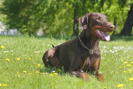 dobermann.jpg