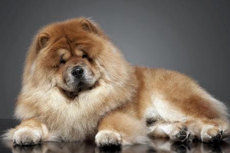 chowchow.jpg