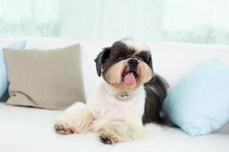 shihtzu.jpg