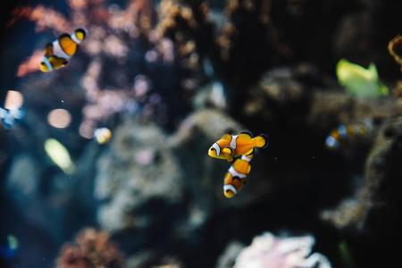 fische.jpg