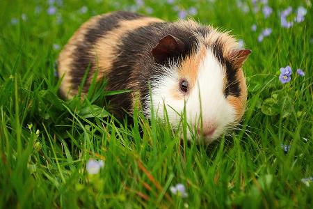meerschweinchen.jpg
