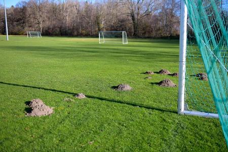 16.11.2020, Tierische Randale an einem Sportplatz in Pforzen...