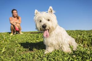 No-Gos: 10 Todsünden bei der Hundehaltung