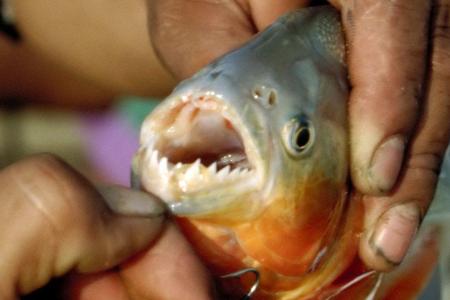 Am brasilianischen Strand Davero, am Río Paraguay, treiben kleinere Fleischfresser ihr Unwesen: Piranhas. Schon mehrere Bade...