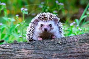 Hilfe für Igel: So wird der Garten zum gemütlichen Unterschlupf